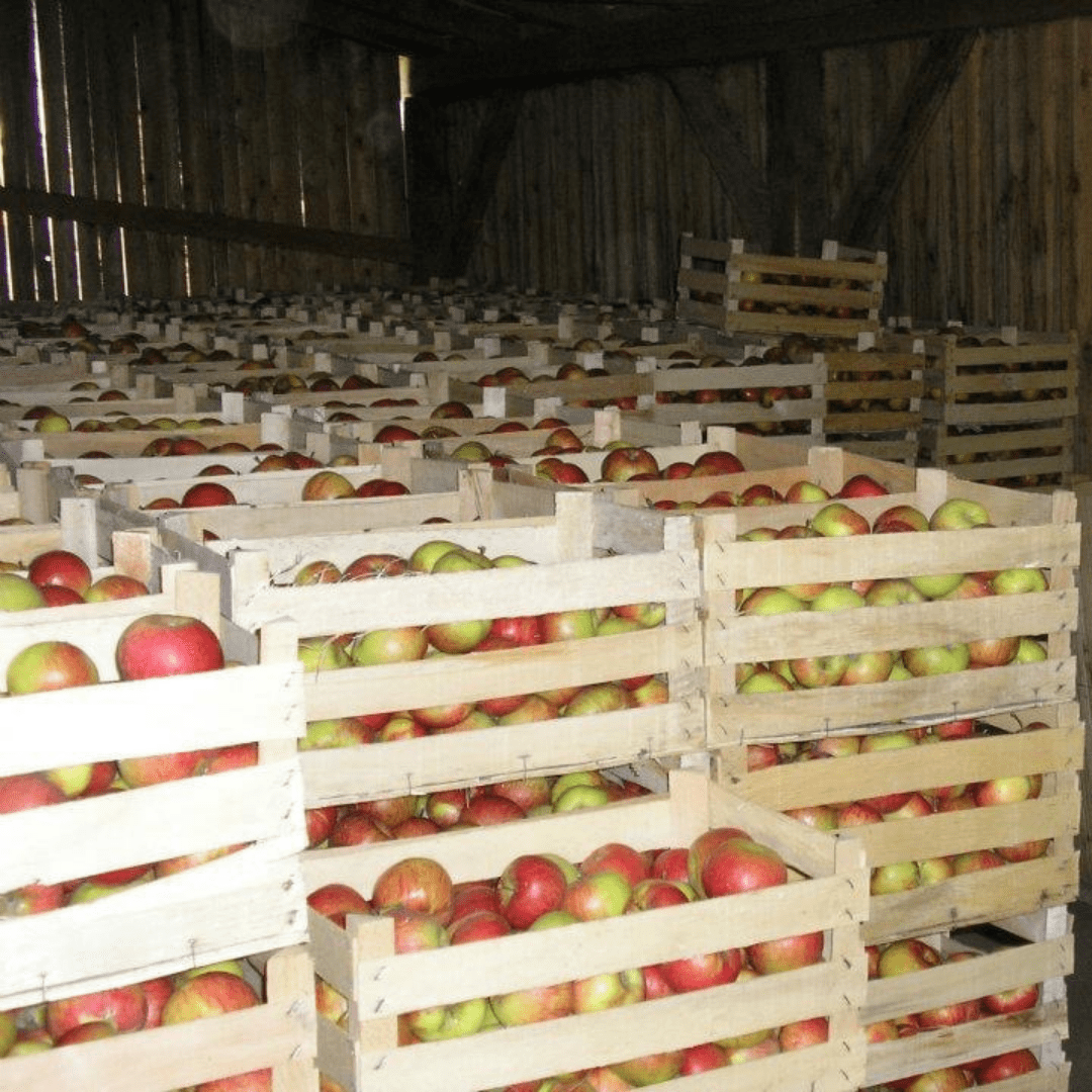 Jabolka v hladilnici